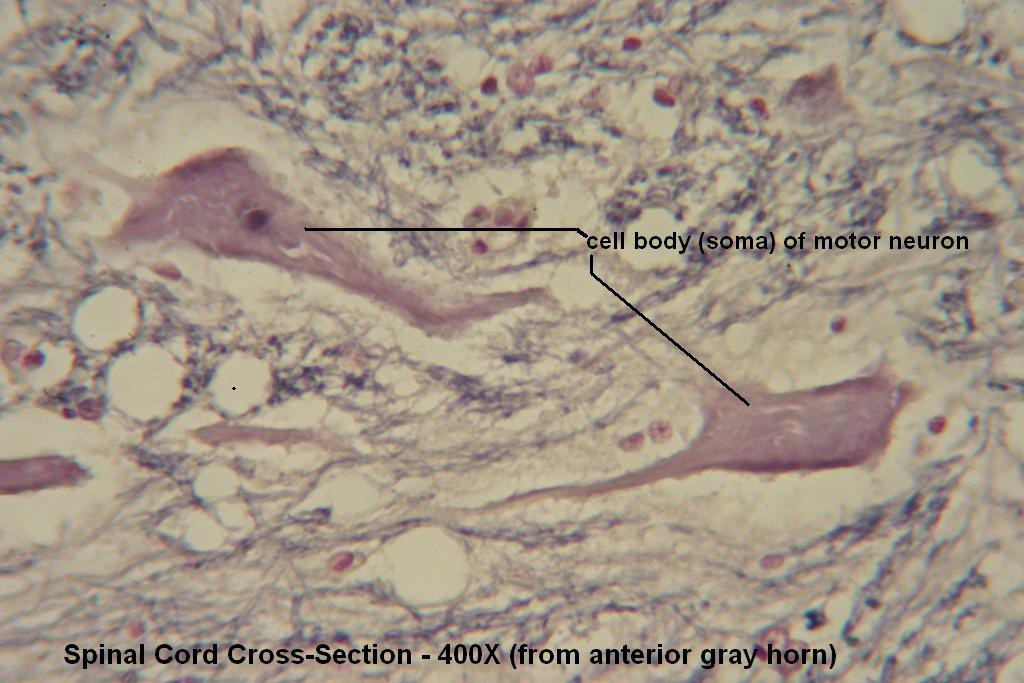 K - Spinal Cord X-Section - Gray Matter - 400X - 3