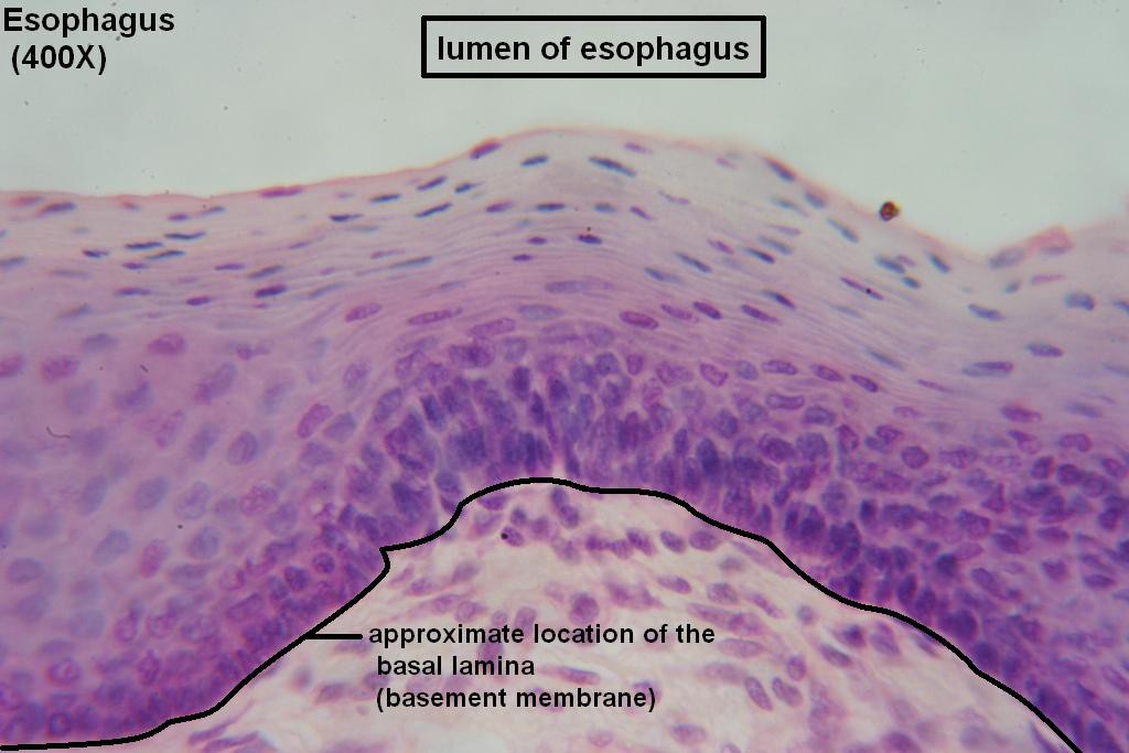 K - Stratified Squamous 400X - 1