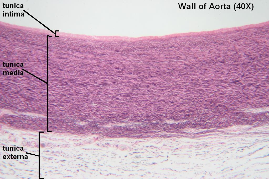 K - Wall of Aorta 40X - 1