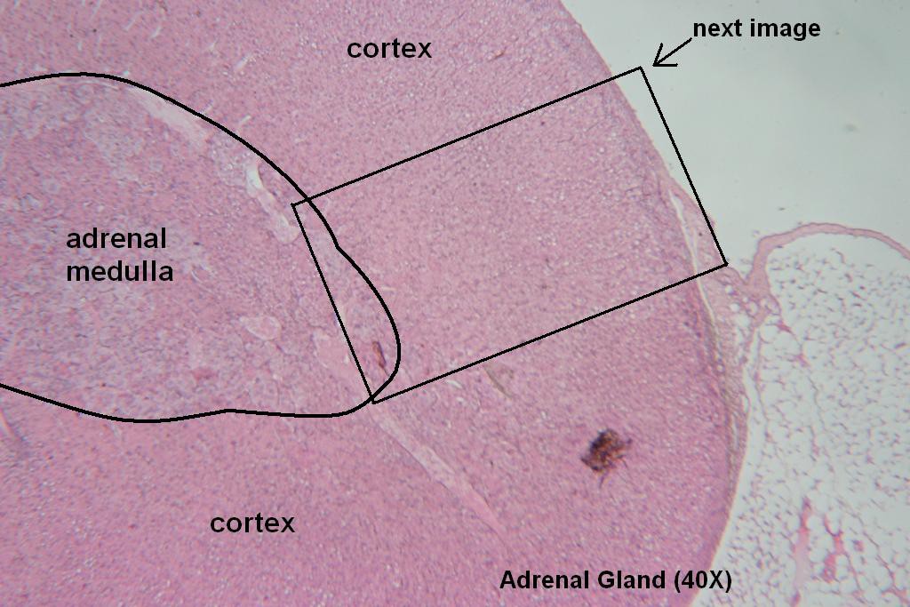 M - Adrenal Gland 40X
