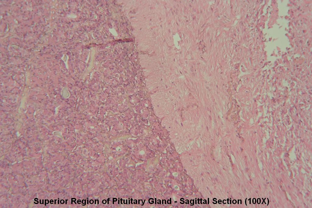 M - Pituitary Gland 100X - 6