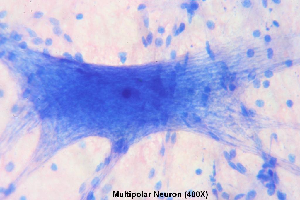 neuron microscope 400x