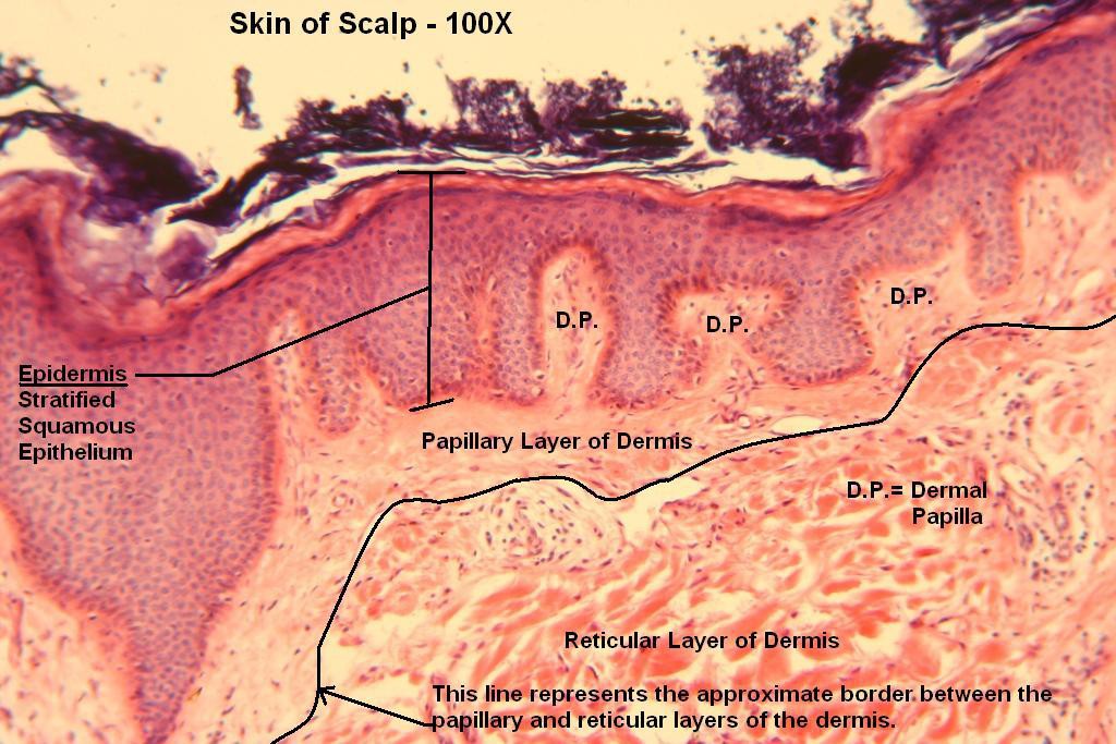 N - Scalp 100X-1-Layers of Dermis