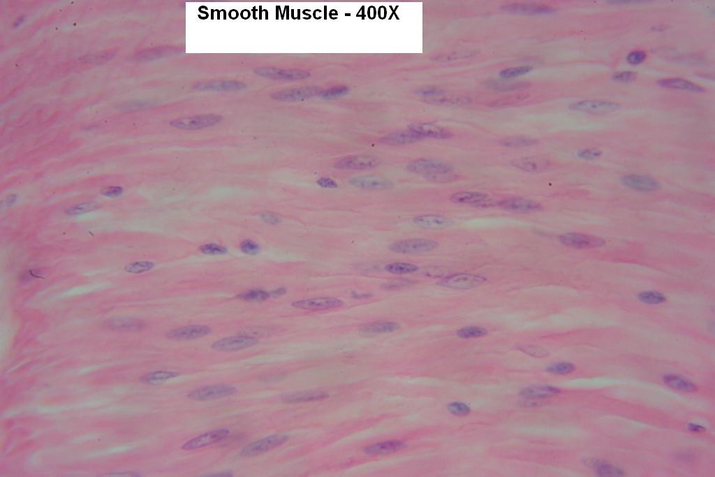 N - Smooth Muscle 400X-8