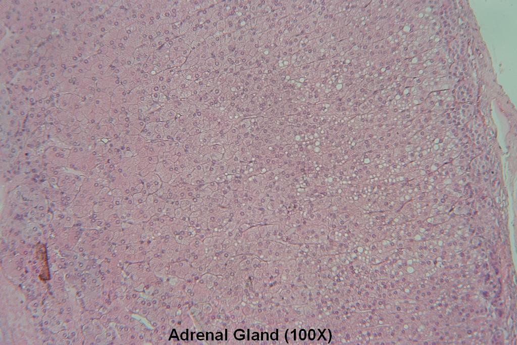 O - Adrenal Gland 100X