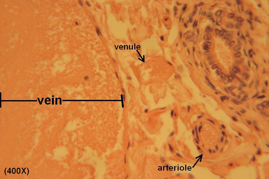 O - Arteriole and Venule 400X - 3
