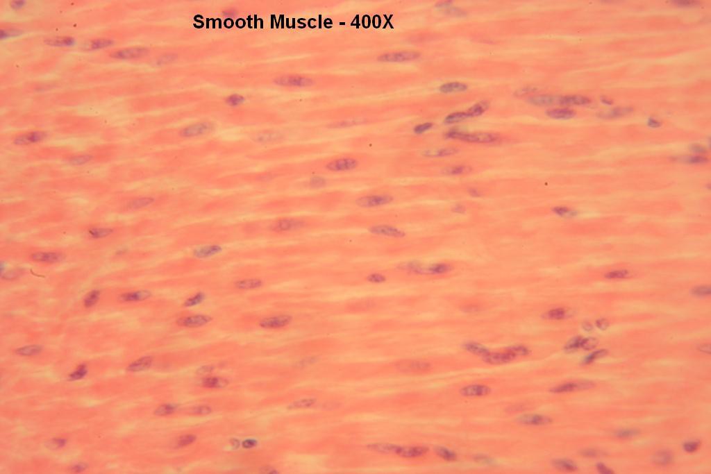 O - Smooth Muscle 400X-9