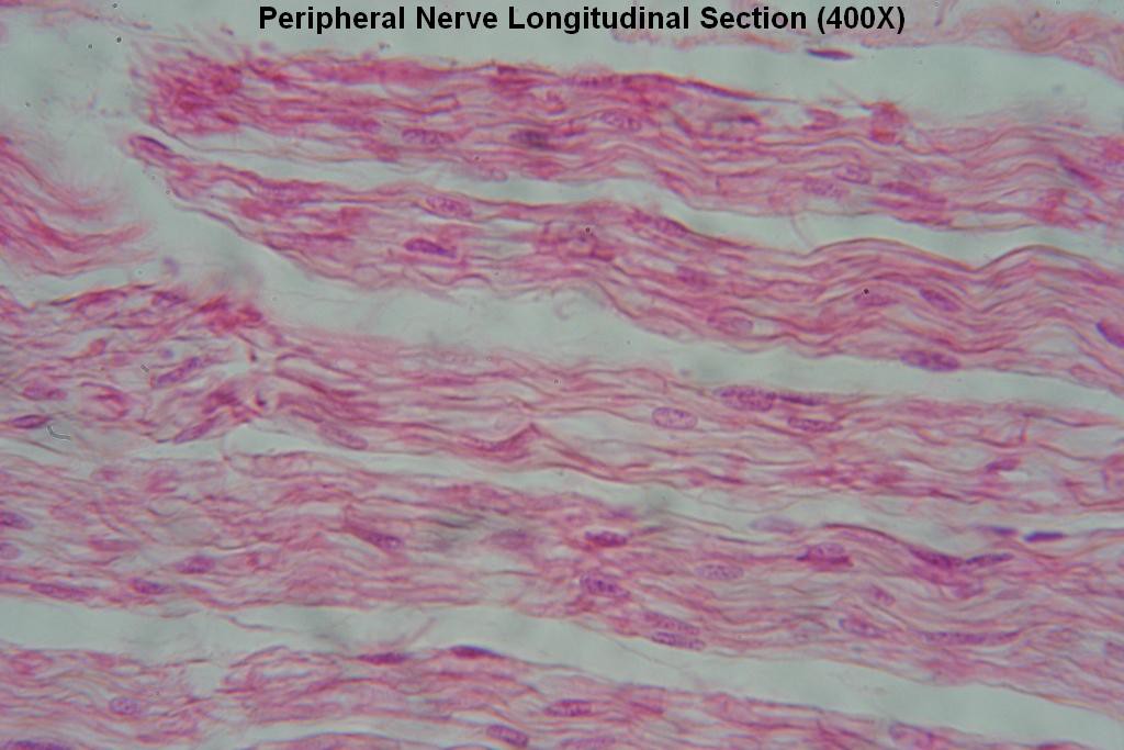 Peripheral Nerve Long-Section 400X - 1