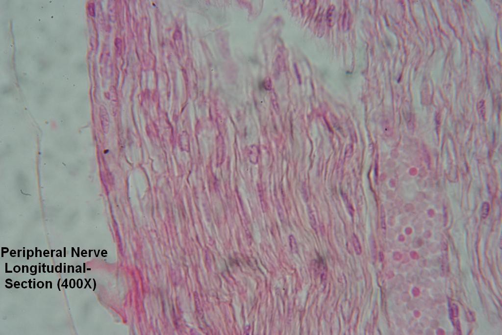 Peripheral Nerve Long-Section 400X - 2