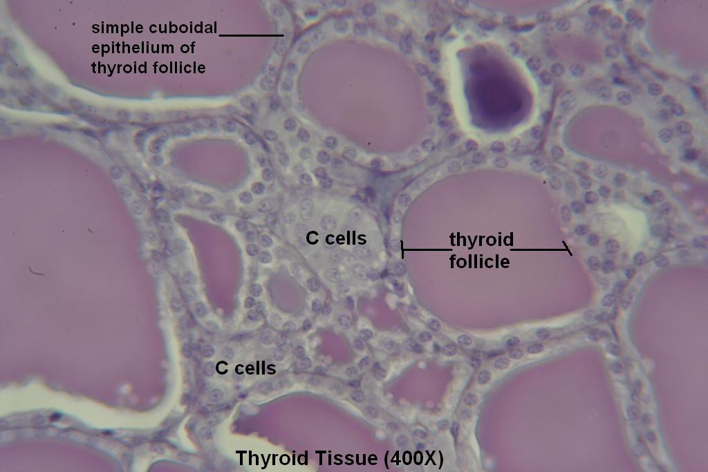 Q - Thyroid-Tissue 400X - 4