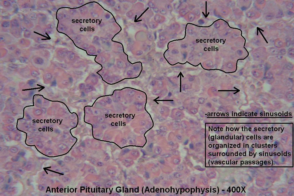 R - Pituitary Gland 400X - Anterior Pit - 1