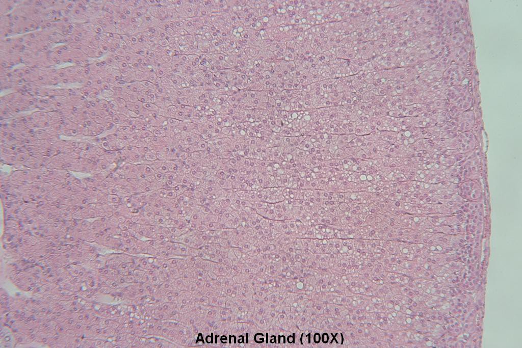 S - Adrenal Gland 100X