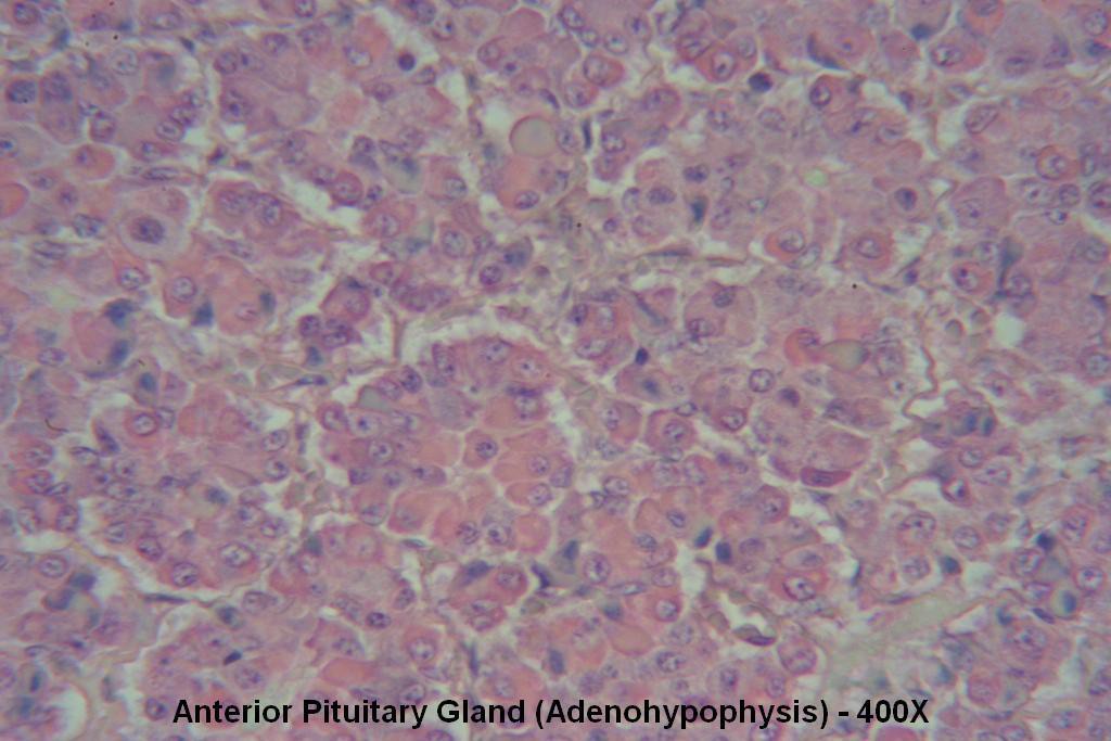 S - Pituitary Gland 400X - Anterior Pit - 2