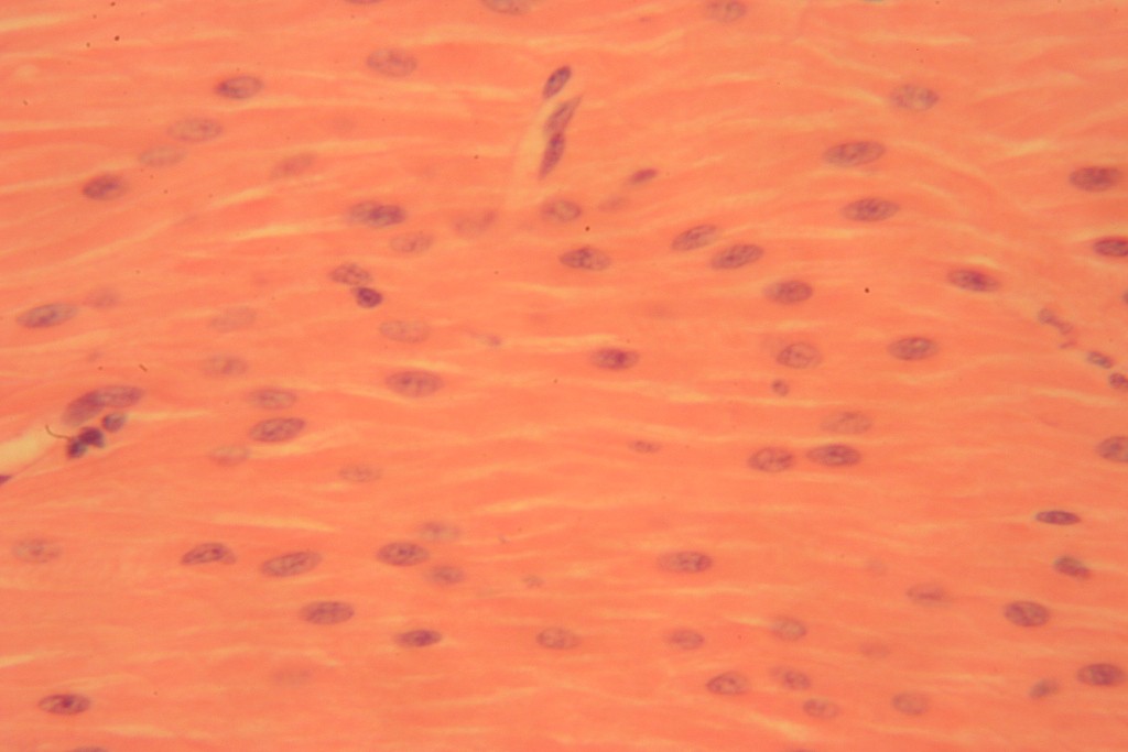 Smooth Muscle 400X-4