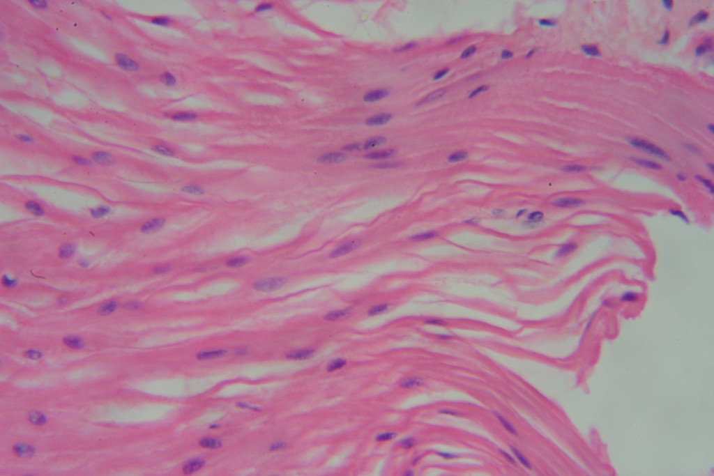Smooth Muscle 400X-7