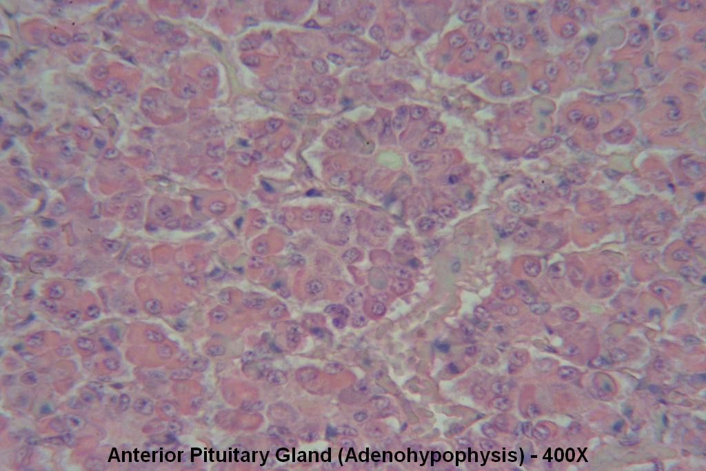 T - Pituitary Gland 400X - Anterior Pit - 3