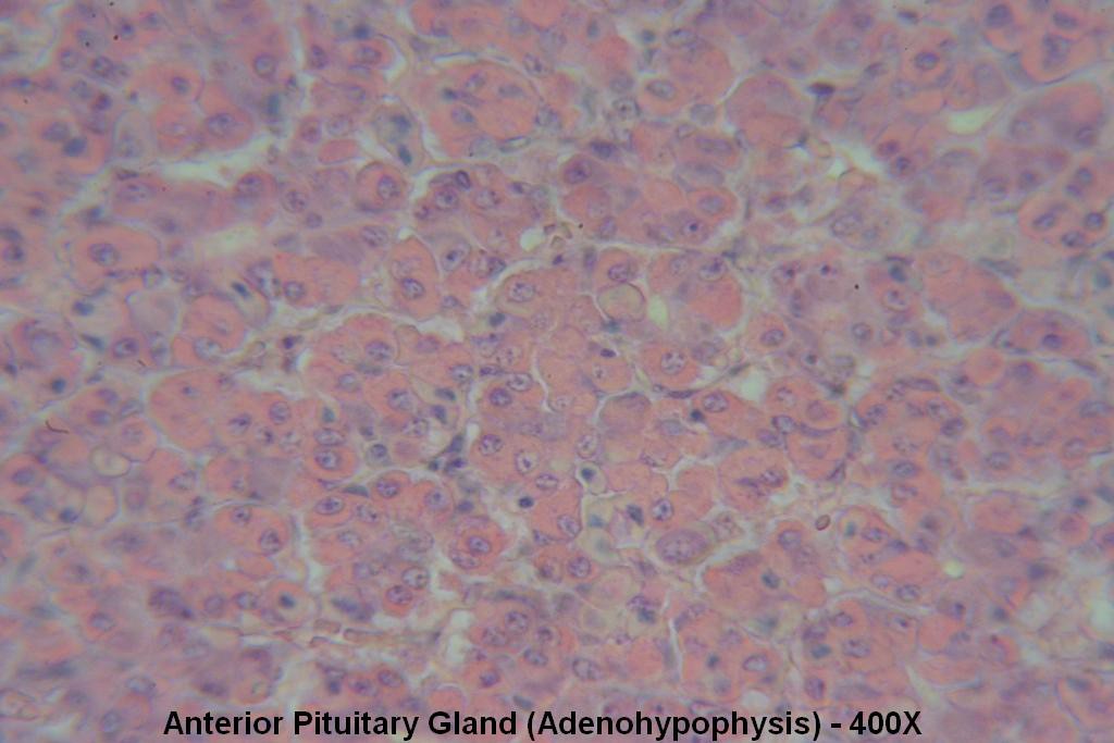 U - Pituitary Gland 400X - Anterior Pit - 4