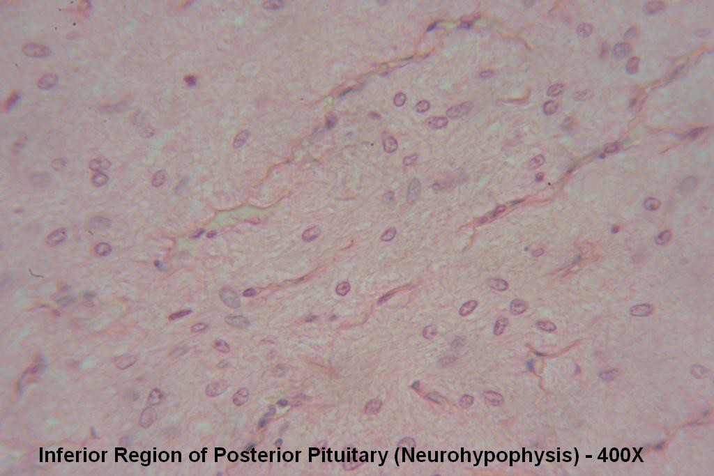 X - Pituitary Gland 400X - Posterior Pit - 3
