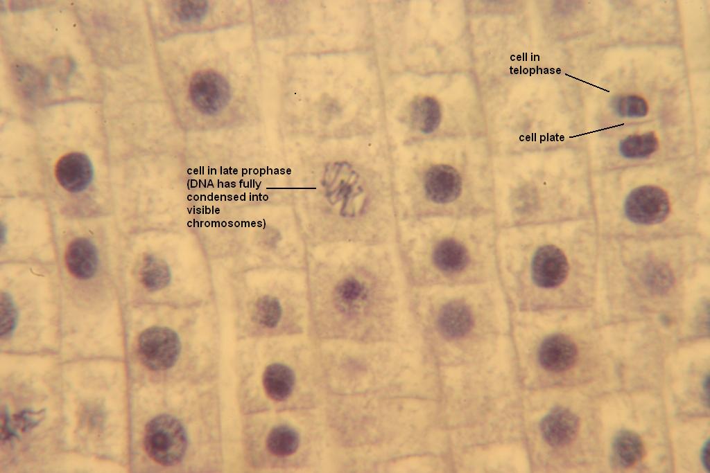 Onion Root 400X 4