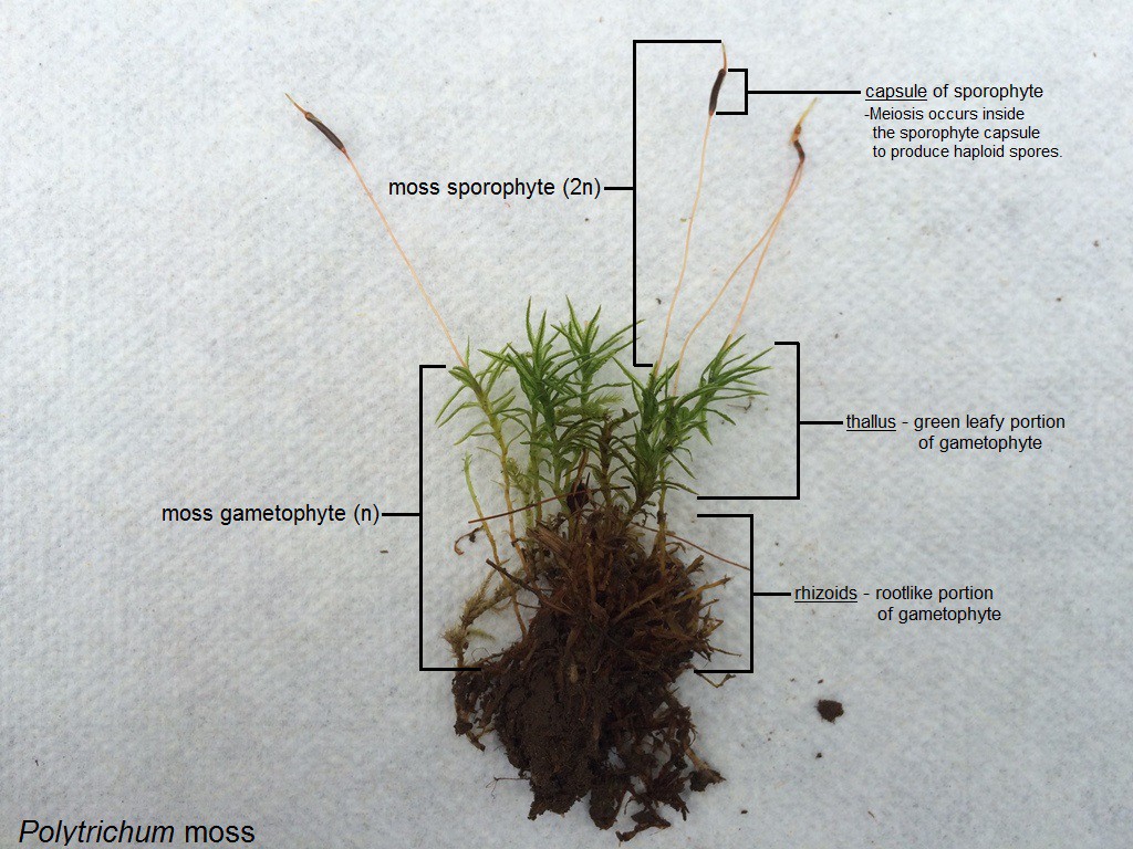 A - Polytrichum moss