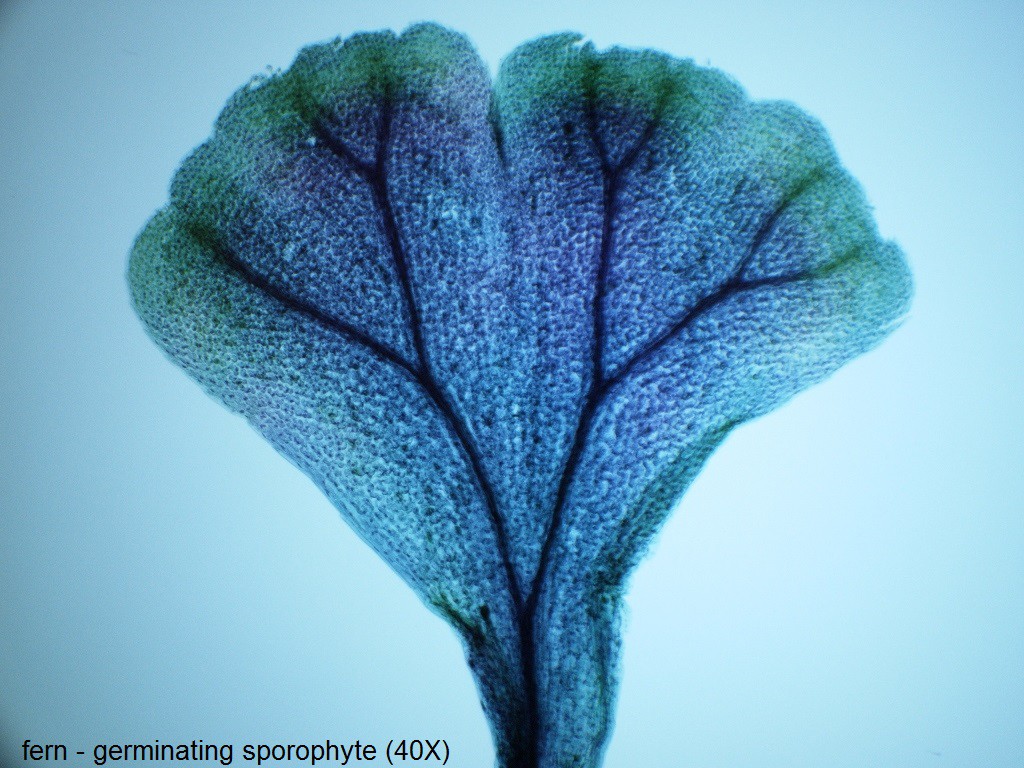 E - germinating sporophyte 40X