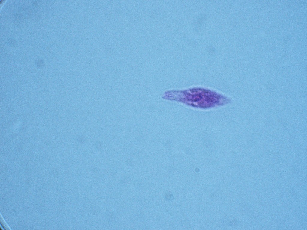 Euglena 1000X - 2L