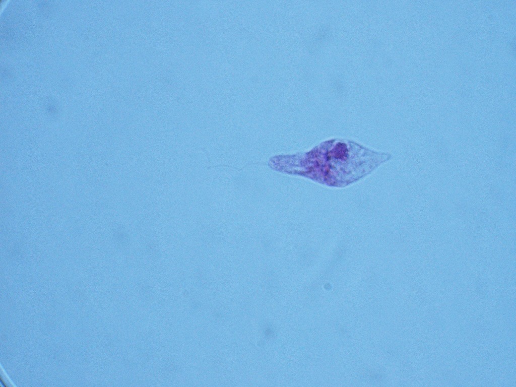 Euglena 1000X - 3M