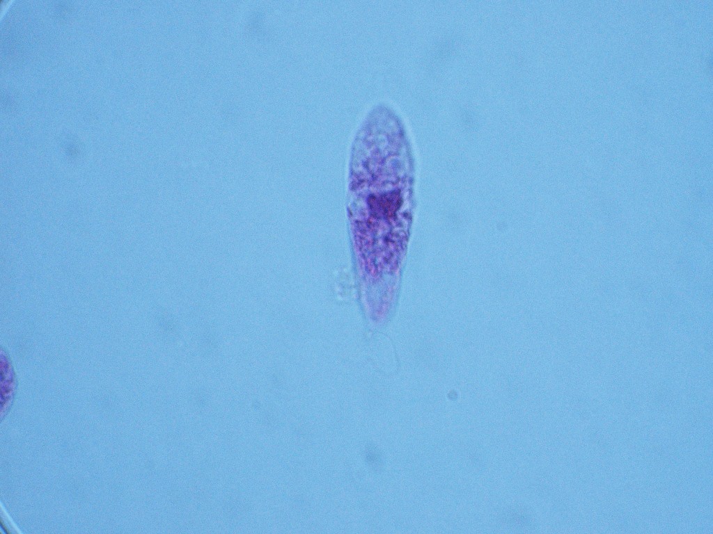 Euglena 1000X - 4N