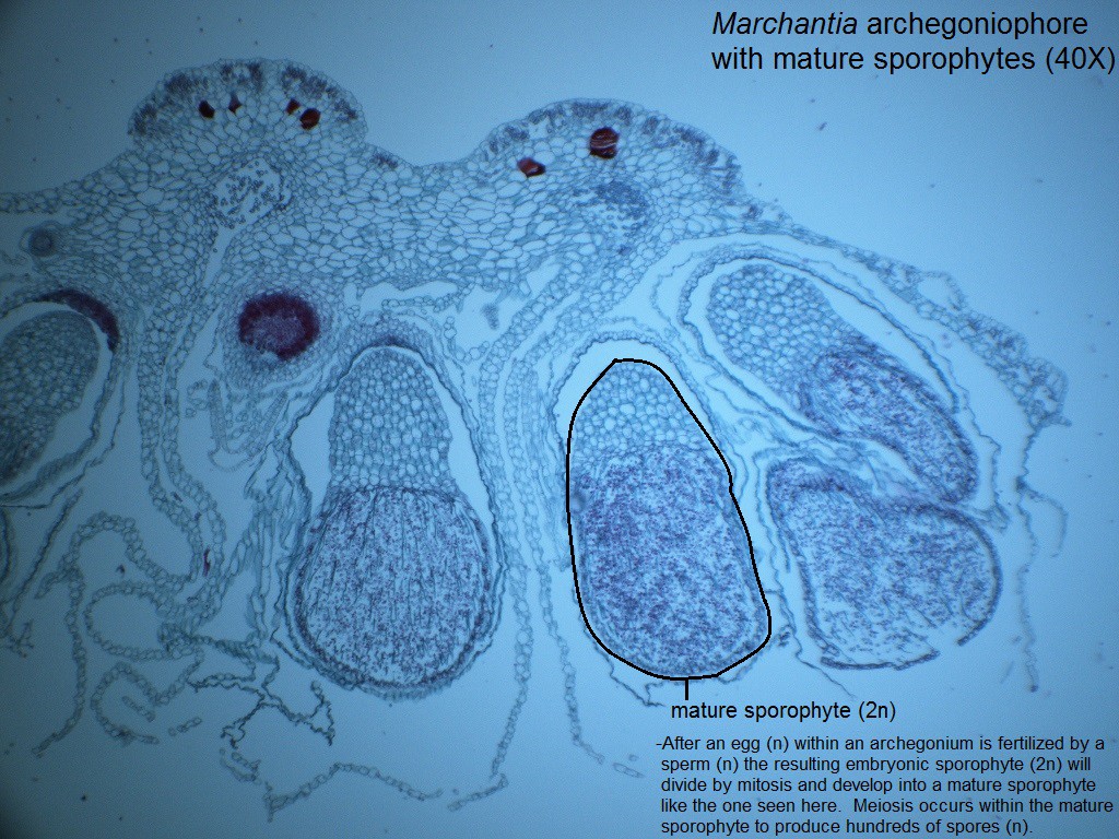 L - Marchantia sporophytes 40X