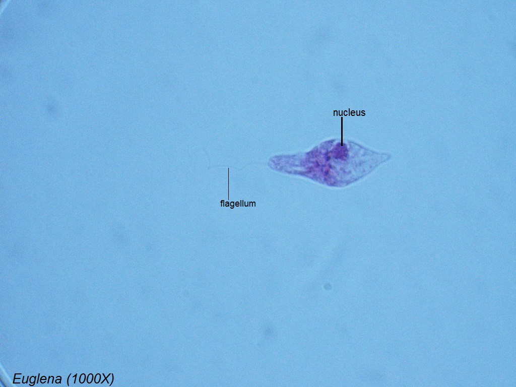 M - Euglena 1000X - 3
