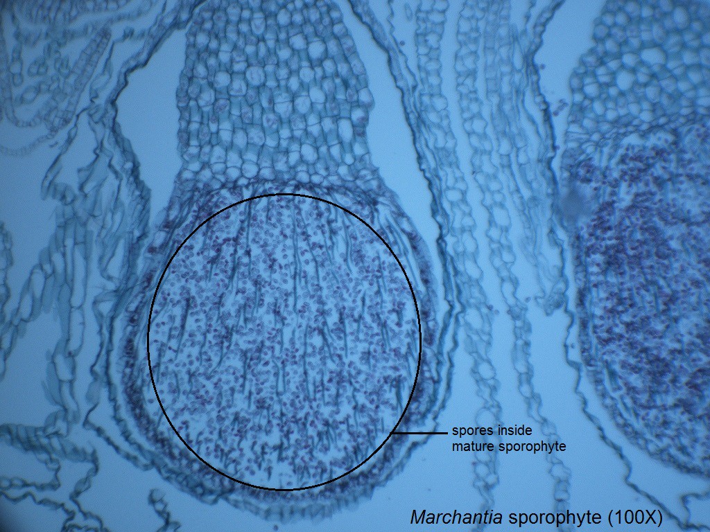 M - Marchantia sporophytes 100X