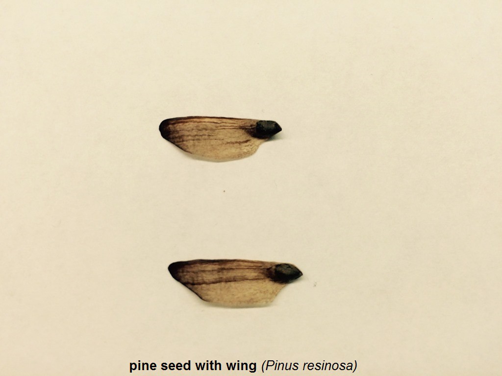 N - Pine Seed with Wing