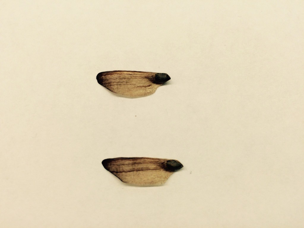 Pine Seed with Wing - N