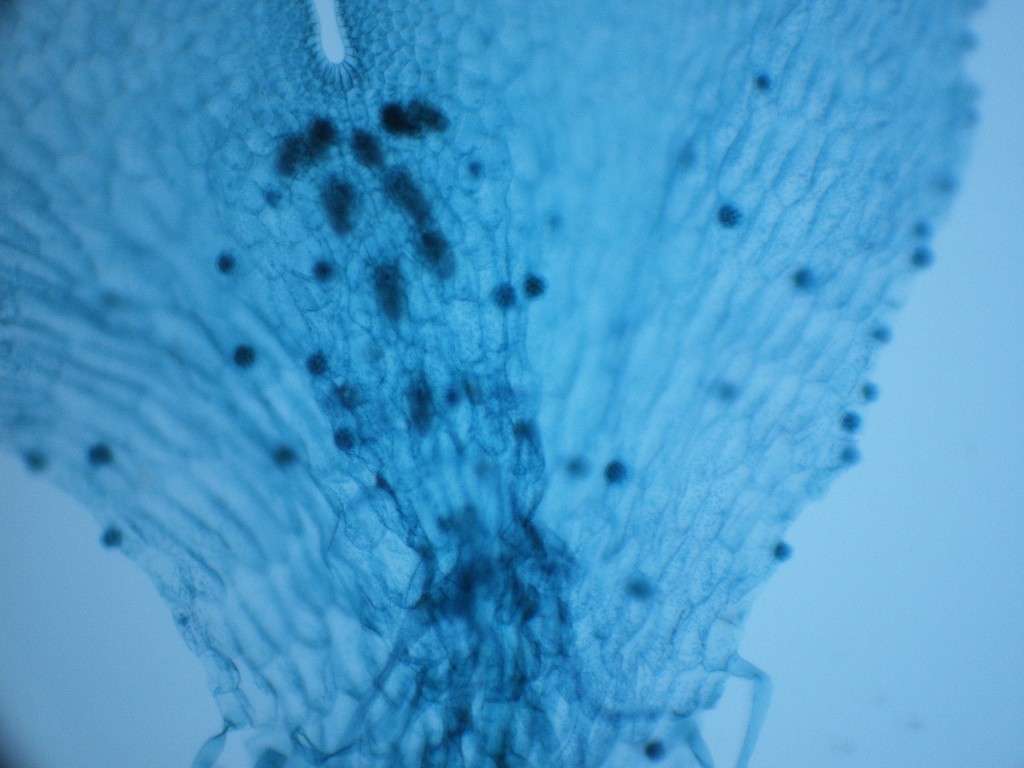 fern gametophyte 100X - 1B