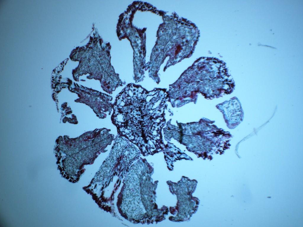 male cone cross-section 40X - A