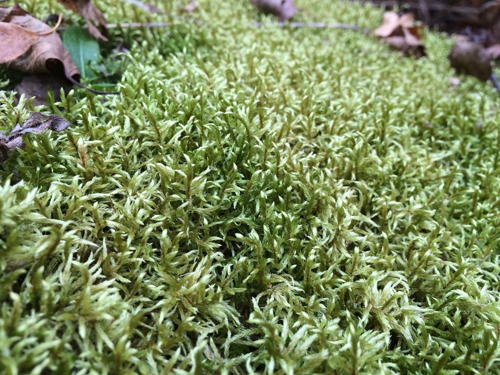 moss gametophytes - D