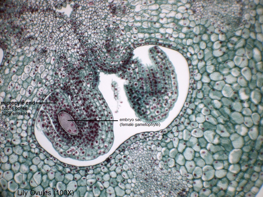 G - Lily Ovules 100X - 2