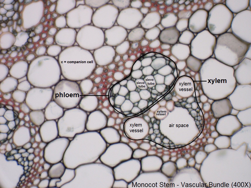 R - Monocot Stem Vascular Bundle 400X