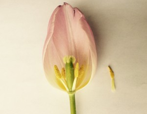 Tulip - 2 M