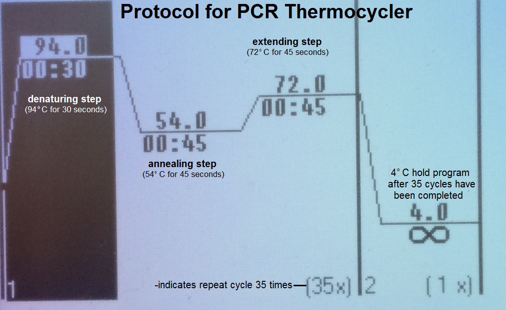 A - PCR Protocol