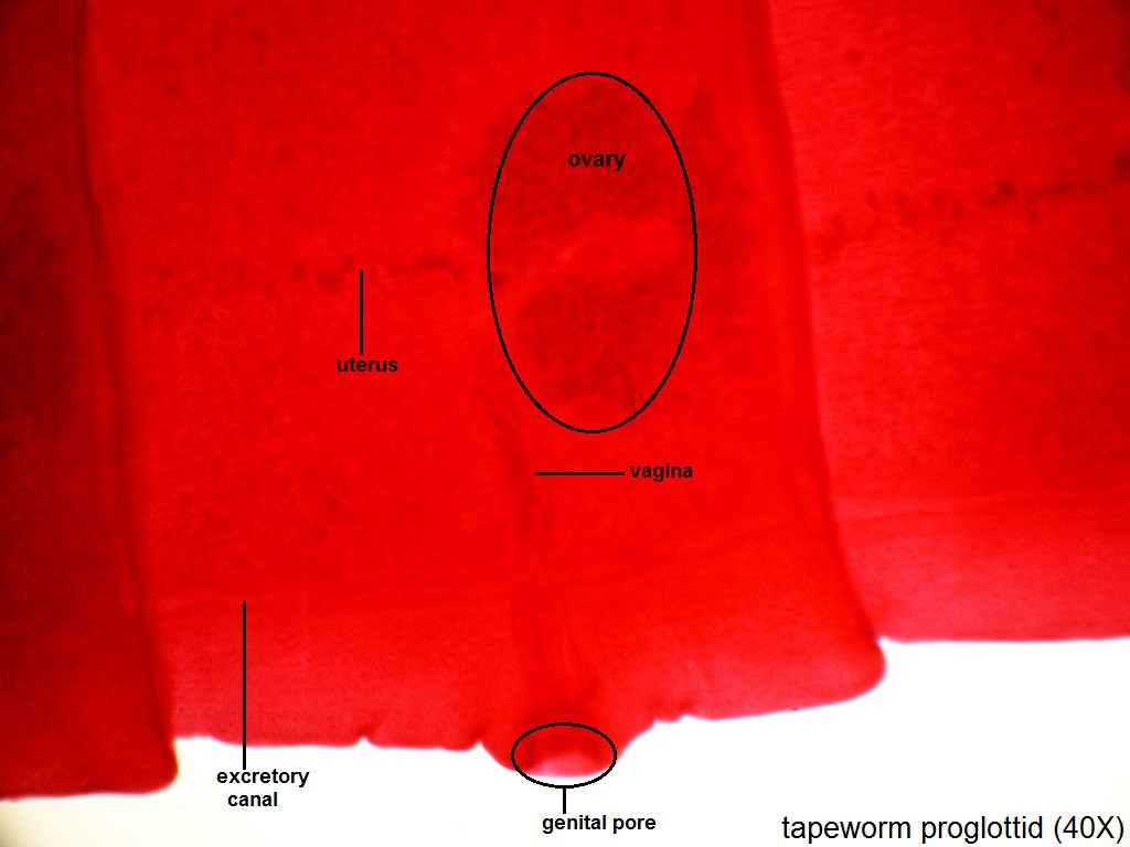 P - Tapeworm Proglottids 40X - 2