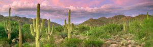 Picture of the desert in Tucson, Arizona with cactus and mountain.