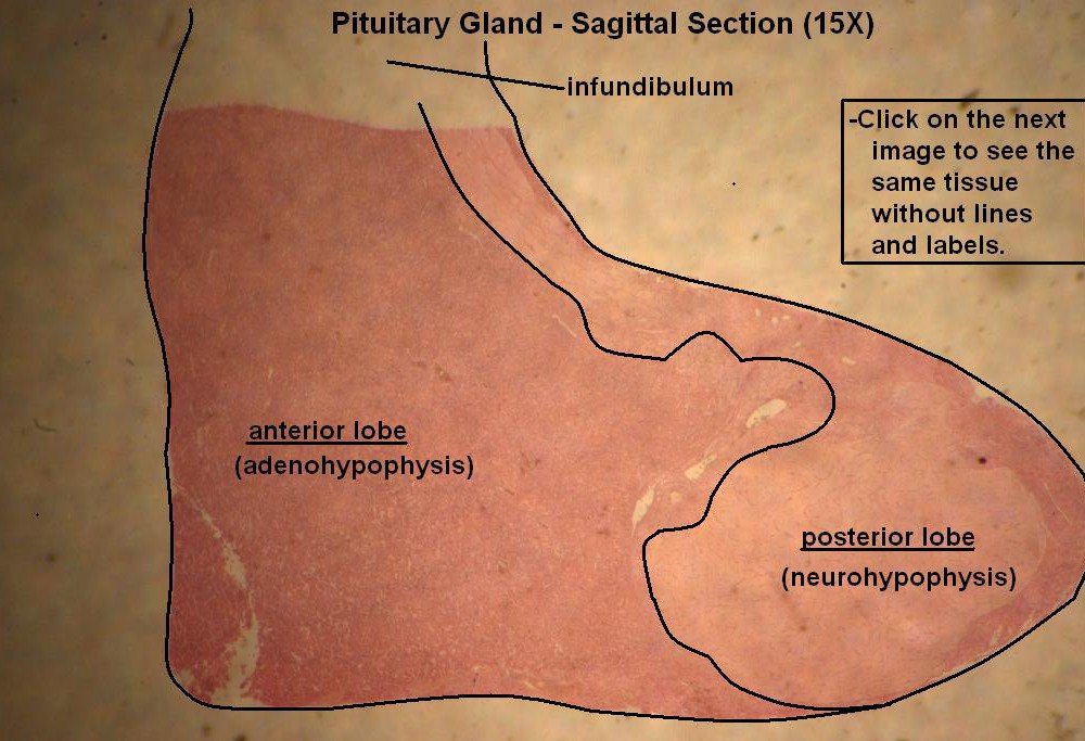 1 – Pituitary Gland 15X 1