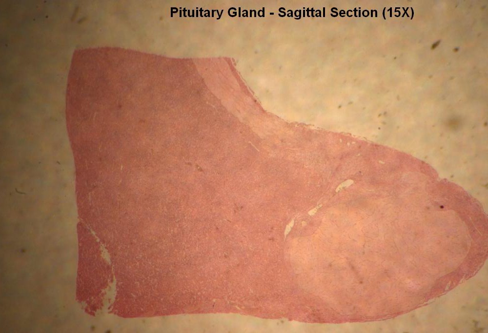2 – Pituitary Gland 15X 2