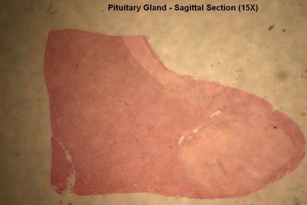 2 – Pituitary Gland 15X 2