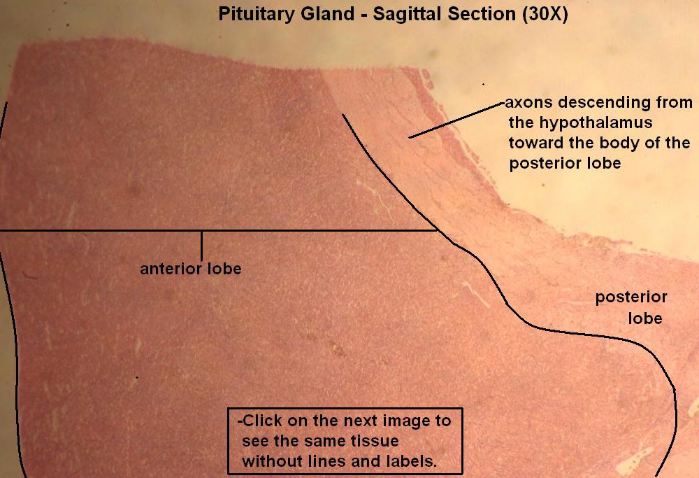 3 – Pituitary Gland 30X 1