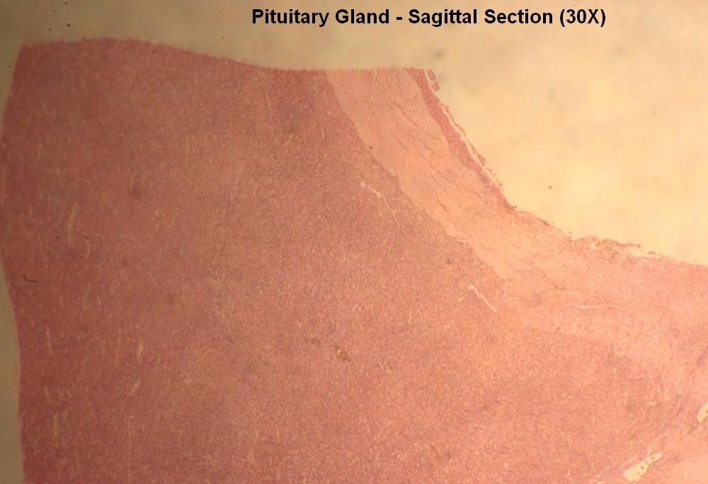 4 – Pituitary Gland 30X 2