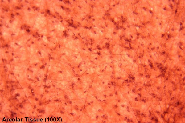 Areolar Tissue 100X 1