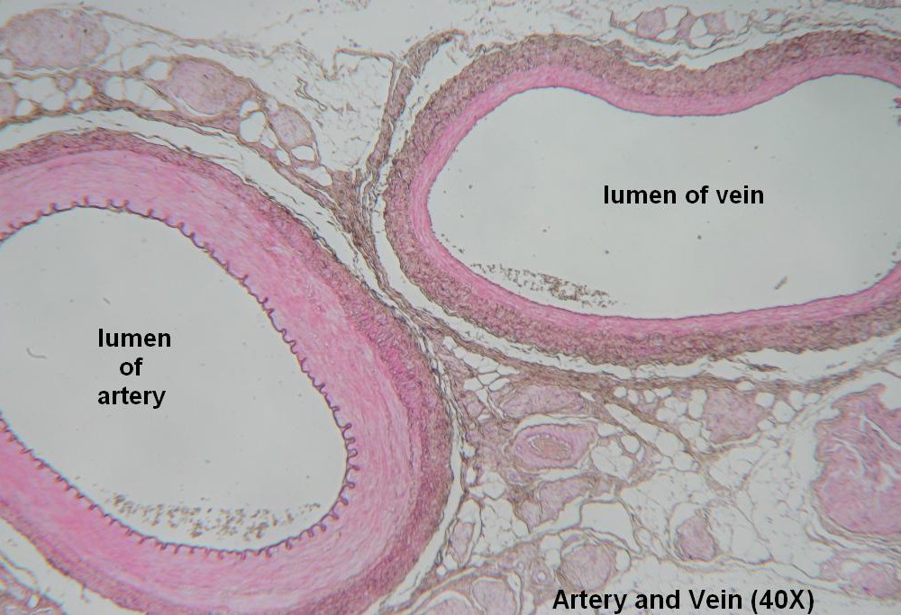 A Artery and Vein 40X 1