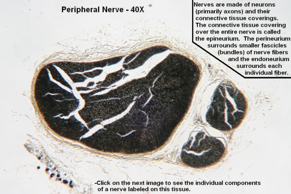 A – Peripheral Nerve 40X 1